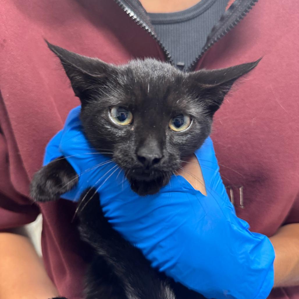 Ivy ARC2025-317, a Adoptable Domestic Short Hair in Akron, NY image 4/4