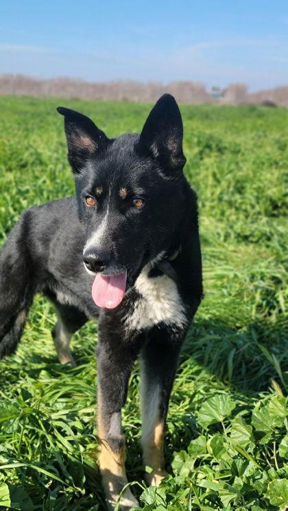 **Honey Bear**, Adoptable, Adult Male Akita & German Shepherd Dog.