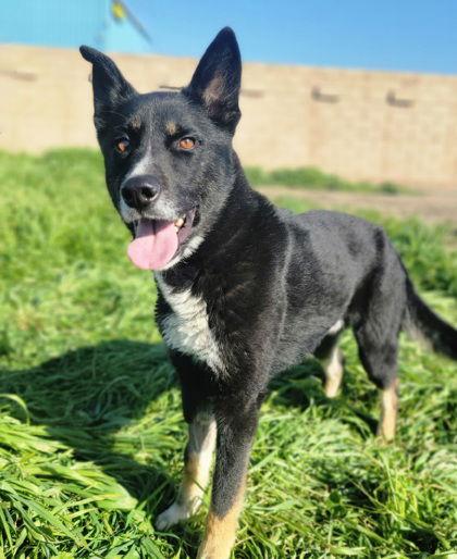 **Honey Bear**, Adoptable, Adult Male Akita & German Shepherd Dog.