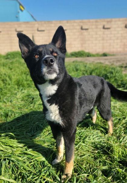 **Honey Bear**, a Adoptable mixed breed in Romoland, CA image 2/6