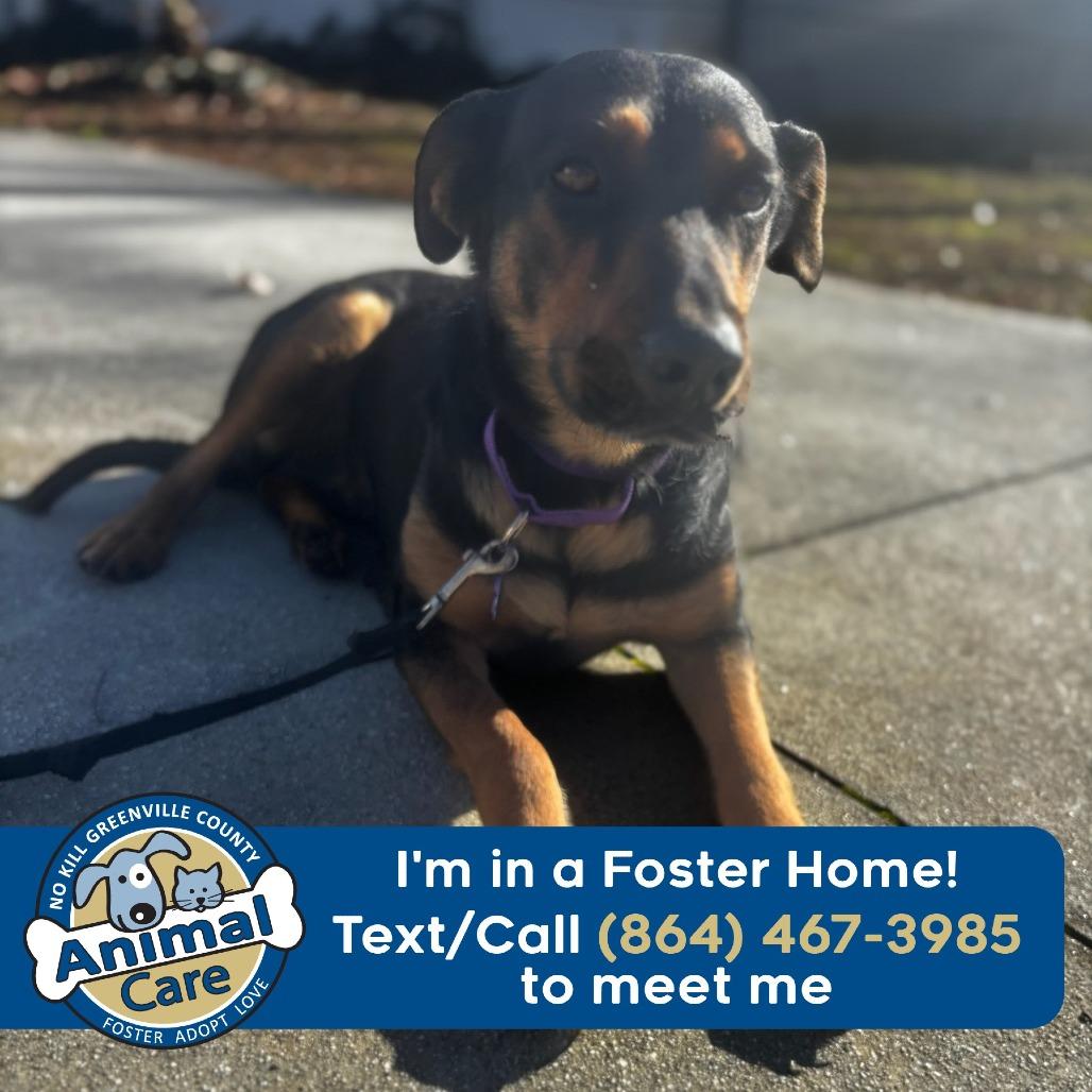 Mama, Adoptable, Adult Female Shepherd.