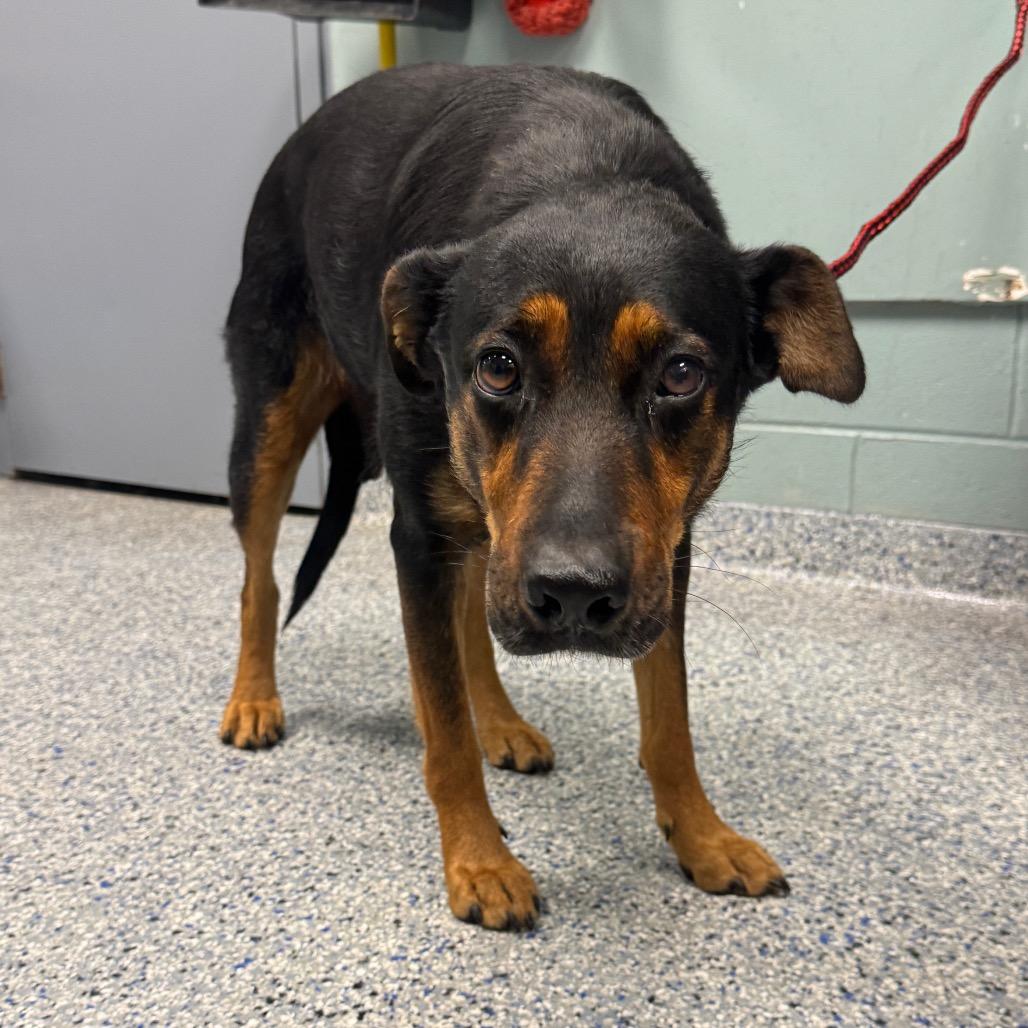 Mama, Adoptable, Adult Female Shepherd.