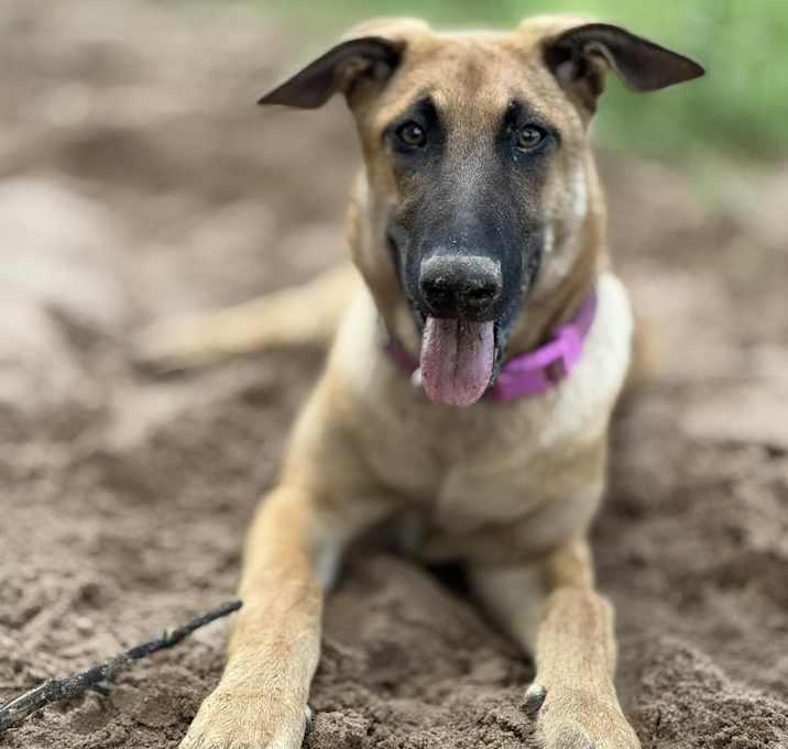 Thalia (Lolly), Adoptable, Young Female Belgian Shepherd / Malinois.