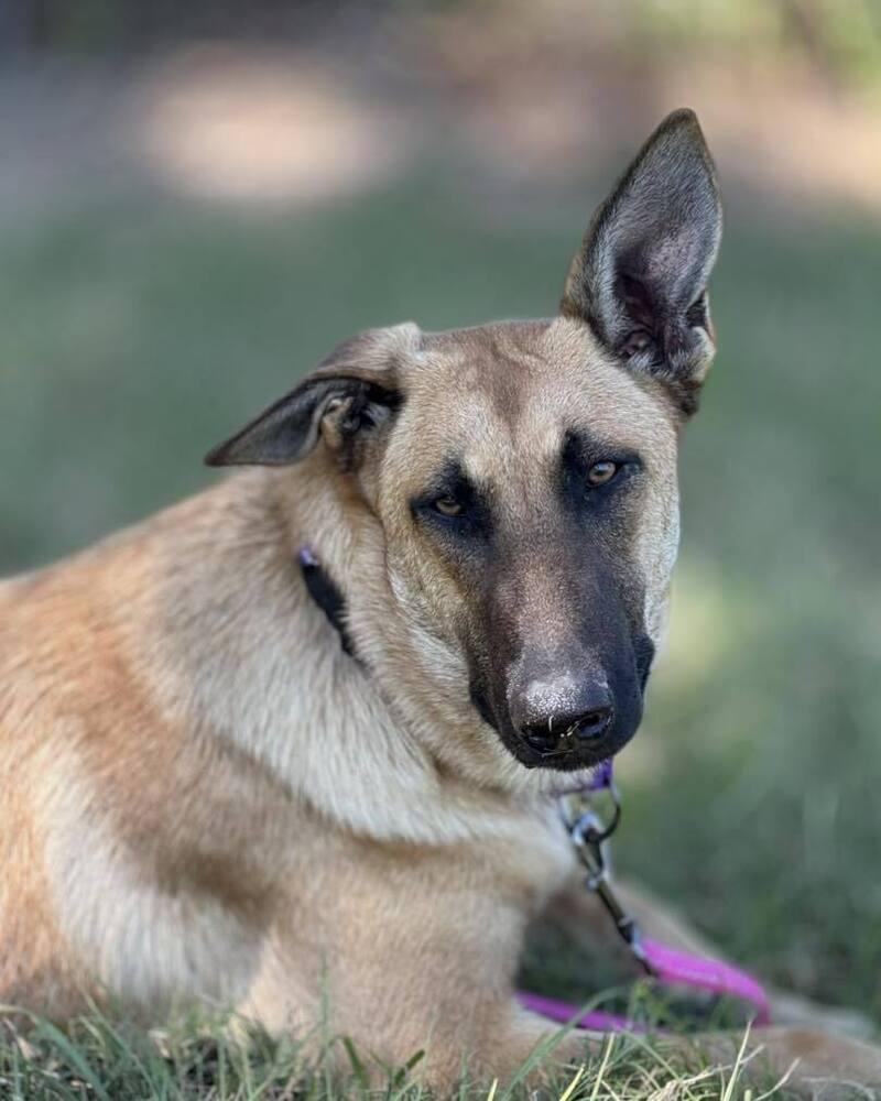 Thalia (Lolly), Adoptable, Young Female Belgian Shepherd / Malinois.