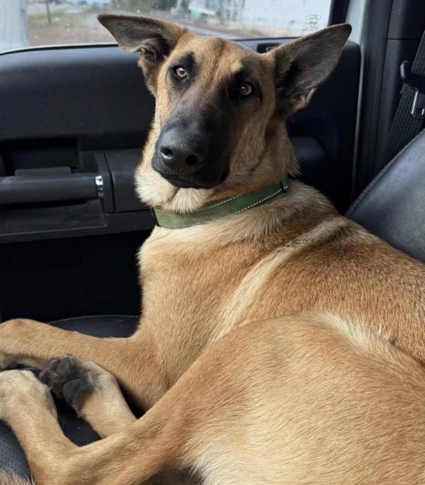 Enlarge Thalia (Lolly), a Adoptable Belgian Shepherd / Malinois in Brookshire, TX image 3/6