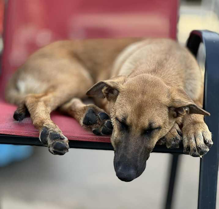 Thalia (Lolly), a Adoptable Belgian Shepherd / Malinois in Brookshire, TX image 3/3