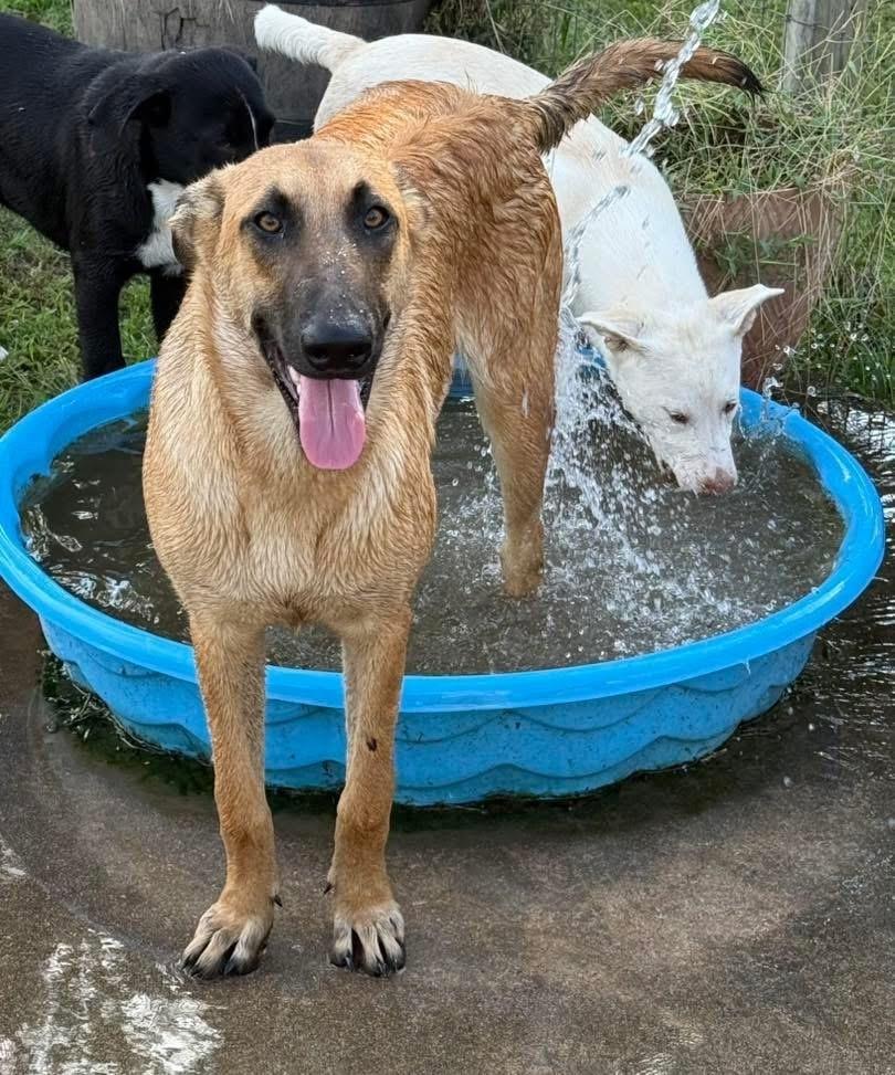 Enlarge Thalia (Lolly), a Adoptable Belgian Shepherd / Malinois in Brookshire, TX image 5/6