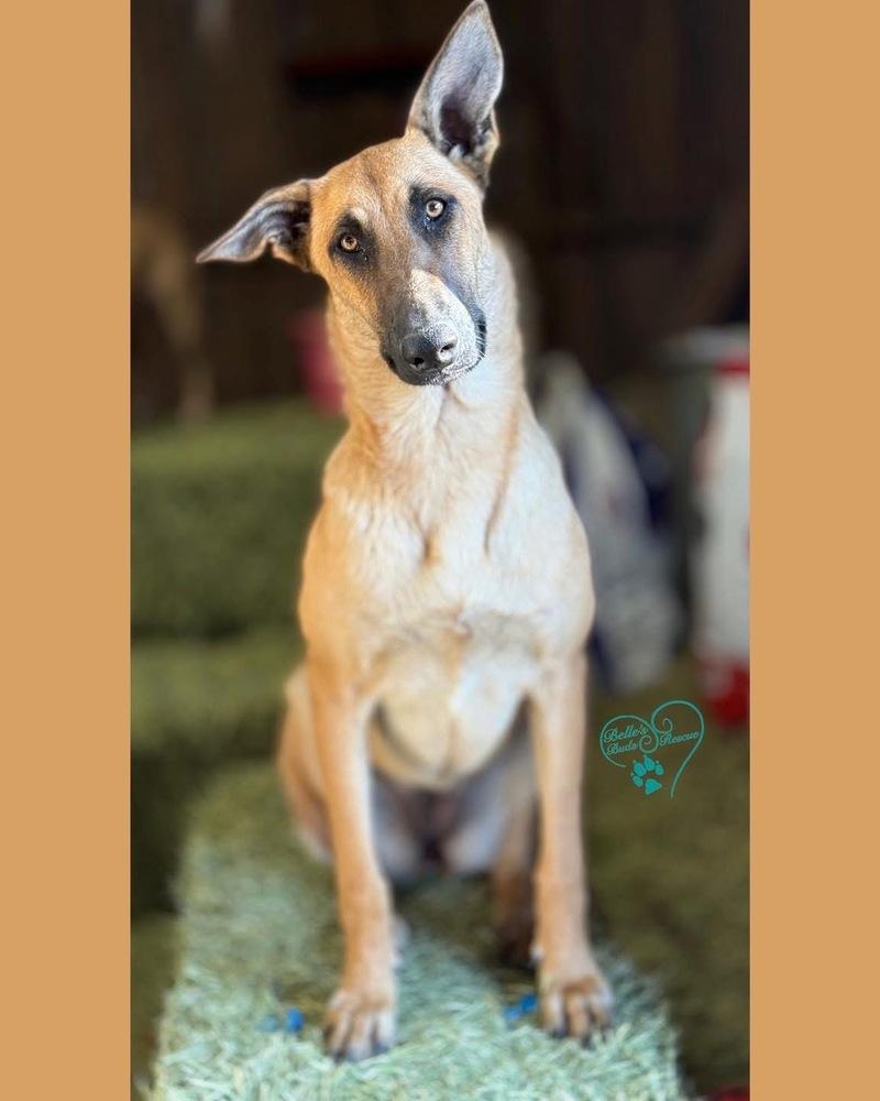 Enlarge Thalia (Lolly), a Adoptable Belgian Shepherd / Malinois in Brookshire, TX image 6/6