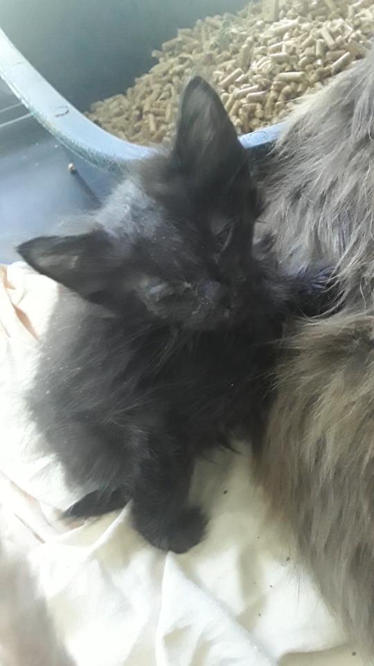 Albatross (long-haired boy), a Adoptable Domestic Long Hair in Farmington Hills, MI image 4/5