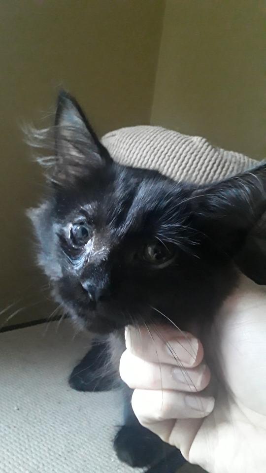 Albatross (long-haired boy), Adoptable, Kitten Male Domestic Long Hair.