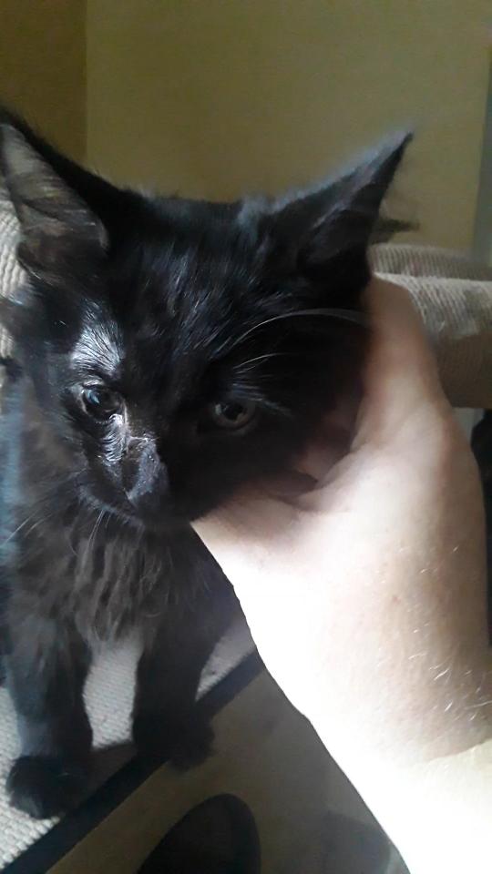 Albatross (long-haired boy), a Adoptable Domestic Long Hair in Farmington Hills, MI image 2/5