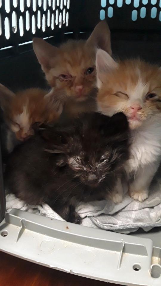 Albatross (long-haired boy), a Adoptable Domestic Long Hair in Farmington Hills, MI image 3/5