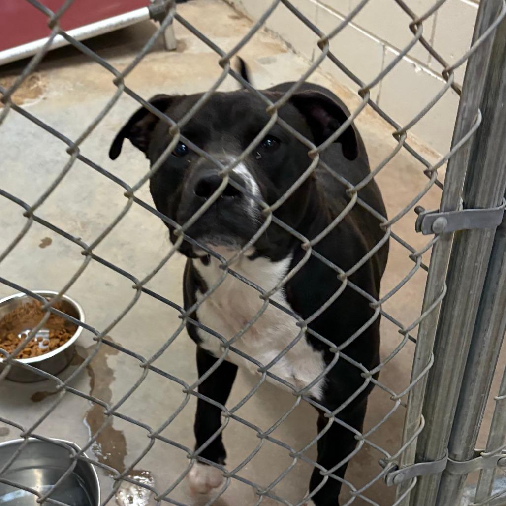 Enlarge Homer 052607U, a Adoptable mixed breed in Tupelo, MS image 1/3