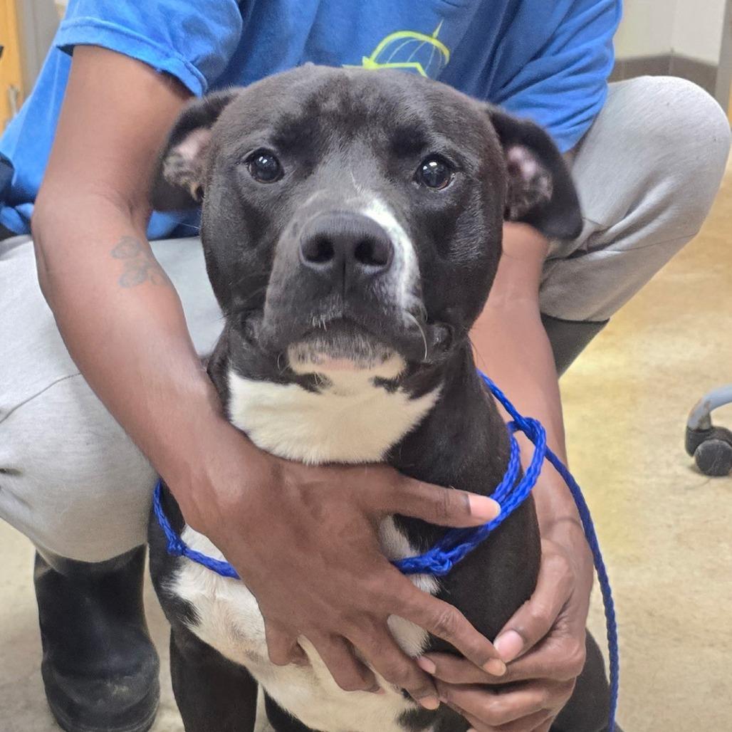 Enlarge Homer 052607U, a Adoptable mixed breed in Tupelo, MS image 3/3