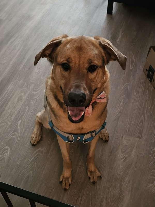 Enlarge Hazel, a Adoptable mixed breed in Escondido, CA image 1/1