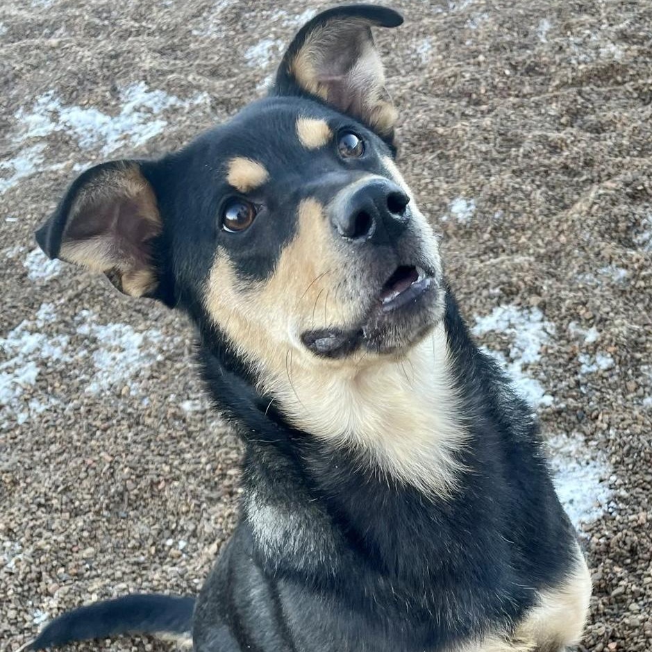 Enlarge Tommy, a ADOPTABLE mixed breed in Rapid City, SD image 1/5