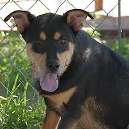 Tommy, ADOPTABLE, Young Male Australian Kelpie.