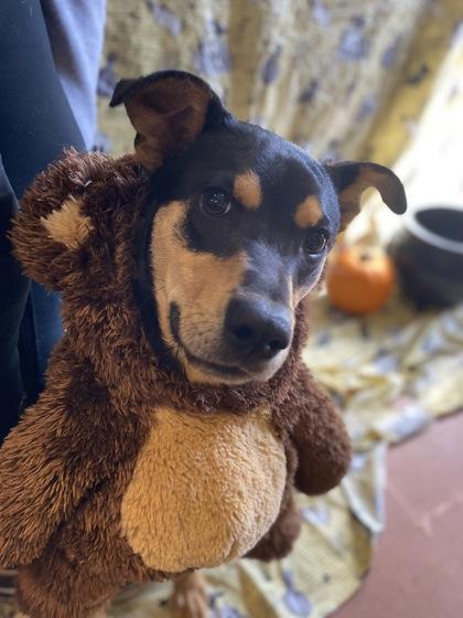 Enlarge Tommy, a ADOPTABLE mixed breed in Rapid City, SD image 3/5