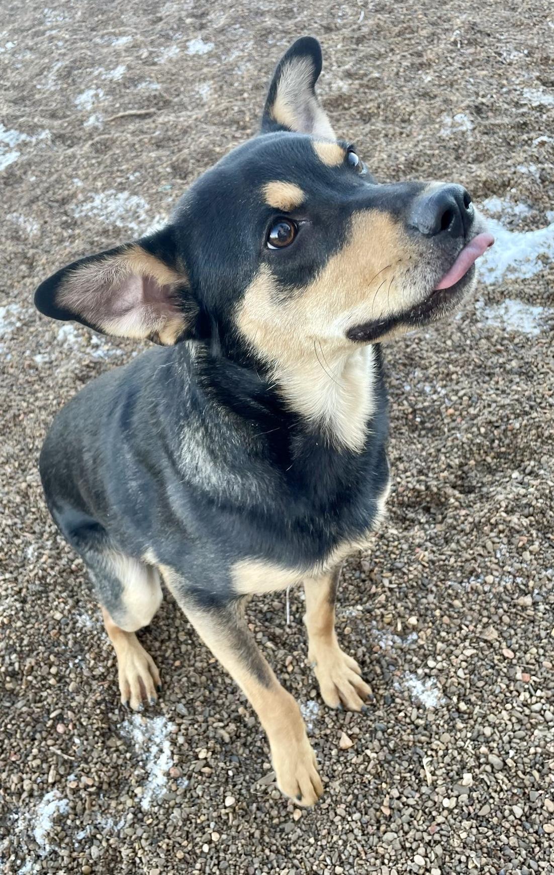 Enlarge Tommy, a ADOPTABLE mixed breed in Rapid City, SD image 2/5