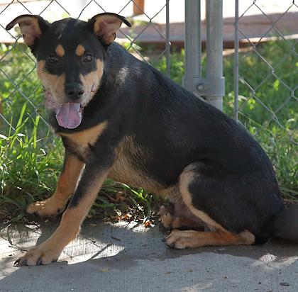 Enlarge Tommy, a ADOPTABLE mixed breed in Rapid City, SD image 4/5
