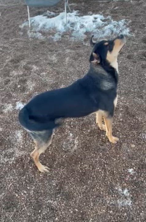 Enlarge Tommy, a ADOPTABLE mixed breed in Rapid City, SD video 5/5