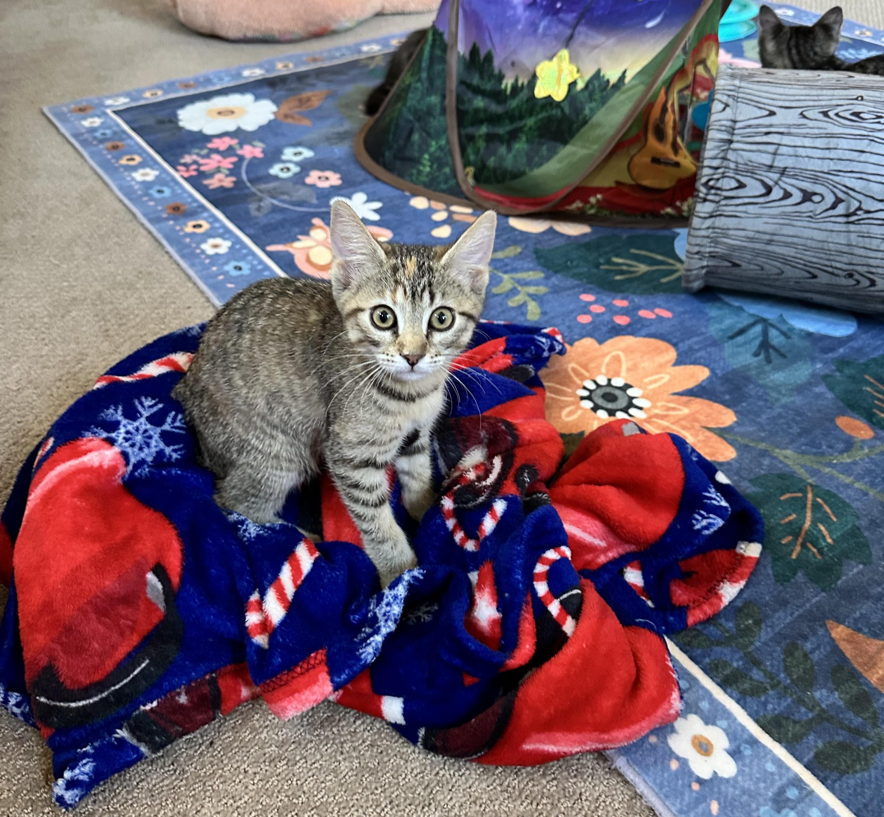 Gracie - sweet playful and full of Purrs, an adopted Tabby in Prescott, AZ image 2/2