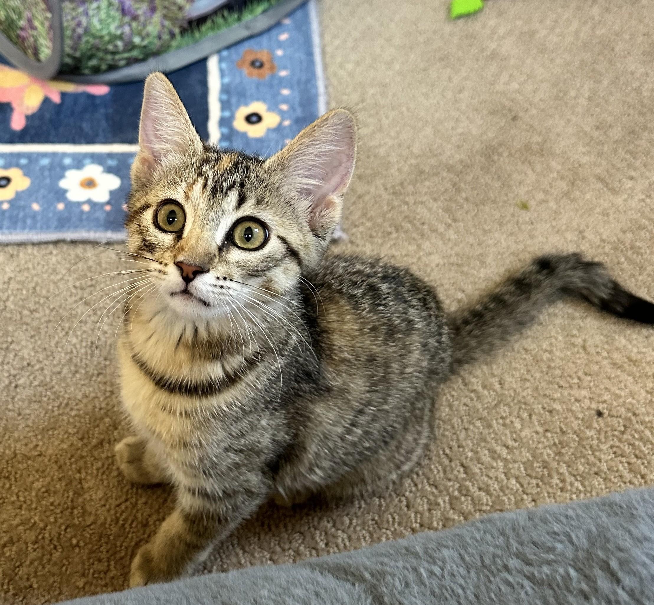 Gracie - sweet playful and full of Purrs, adopted, Kitten Female Tabby.