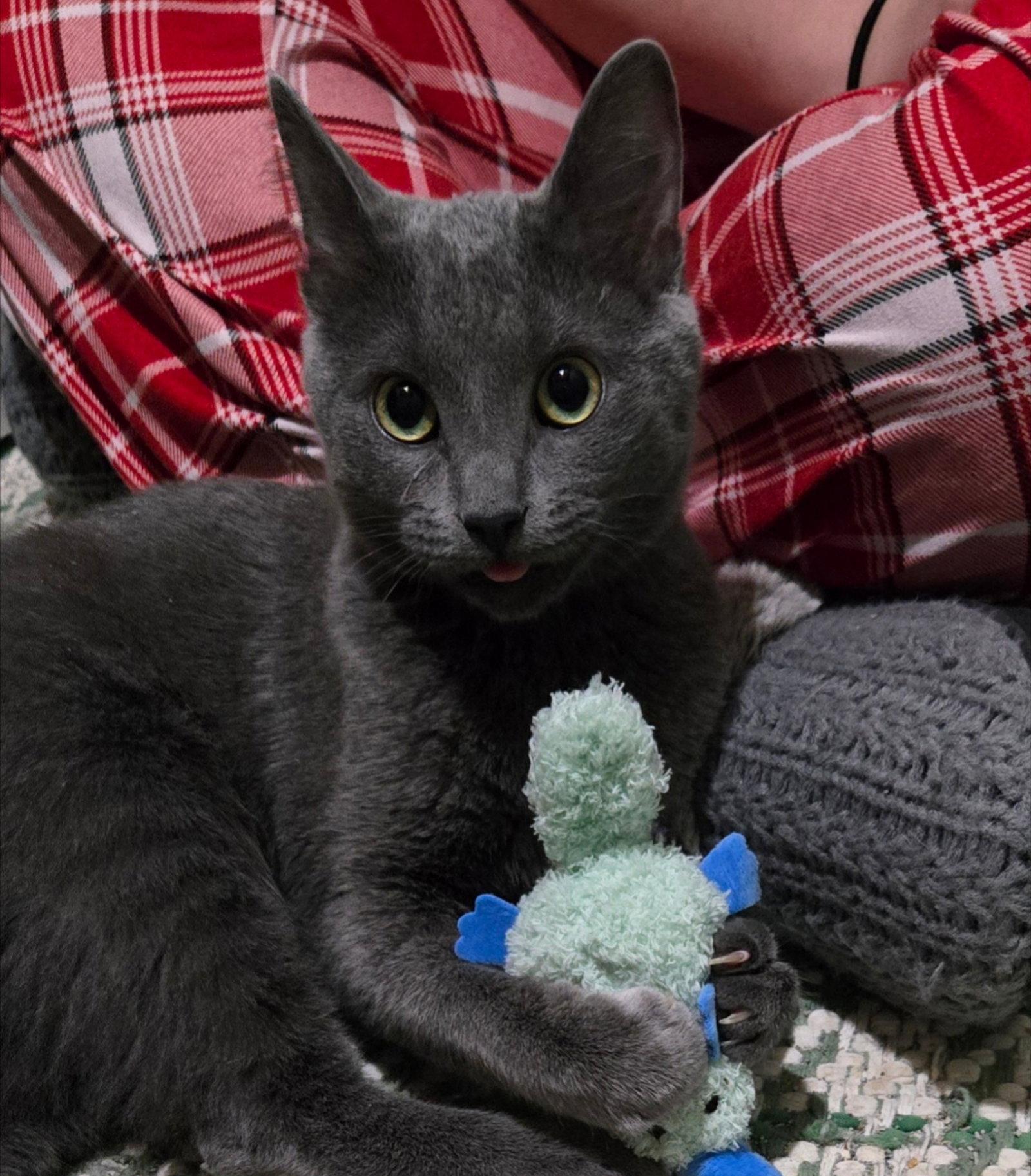 Enlarge FORD (BONDED w/ ROSIE), a Adoptable Domestic Short Hair in Elgin, IL image 1/3