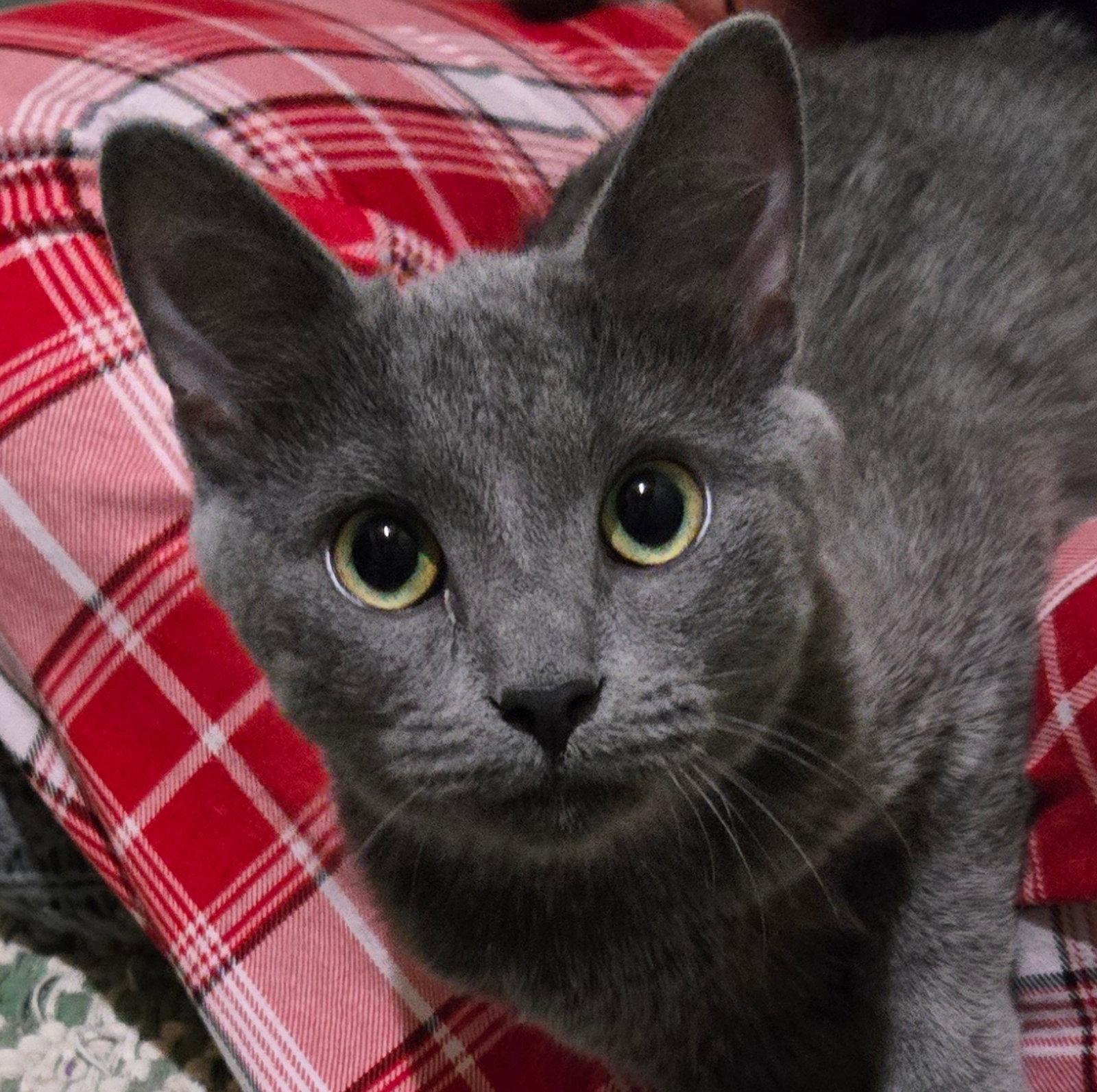 Enlarge FORD (BONDED w/ ROSIE), a Adoptable Domestic Short Hair in Elgin, IL image 2/3