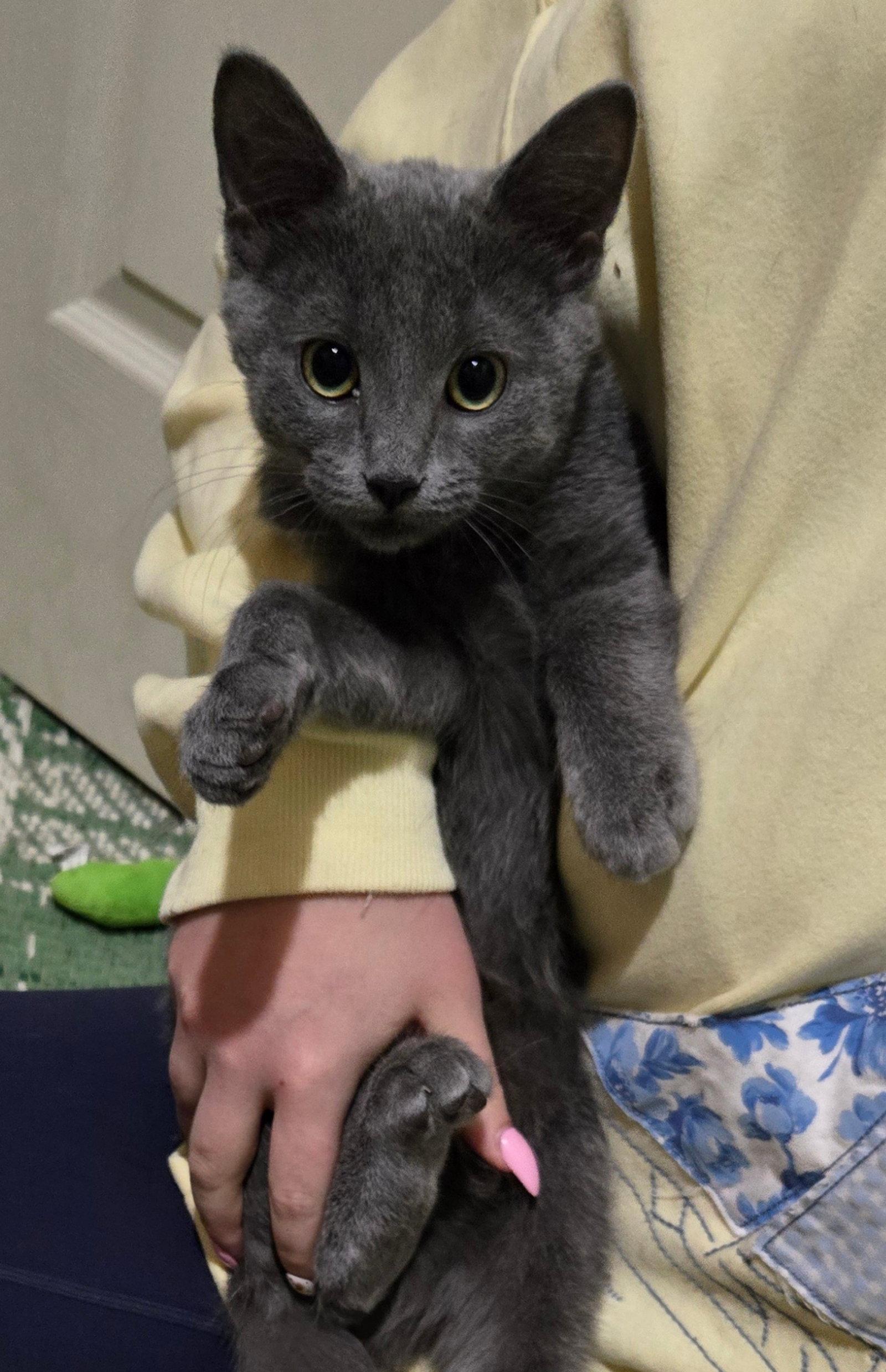 Enlarge FORD (BONDED w/ ROSIE), a Adoptable Domestic Short Hair in Elgin, IL image 3/3