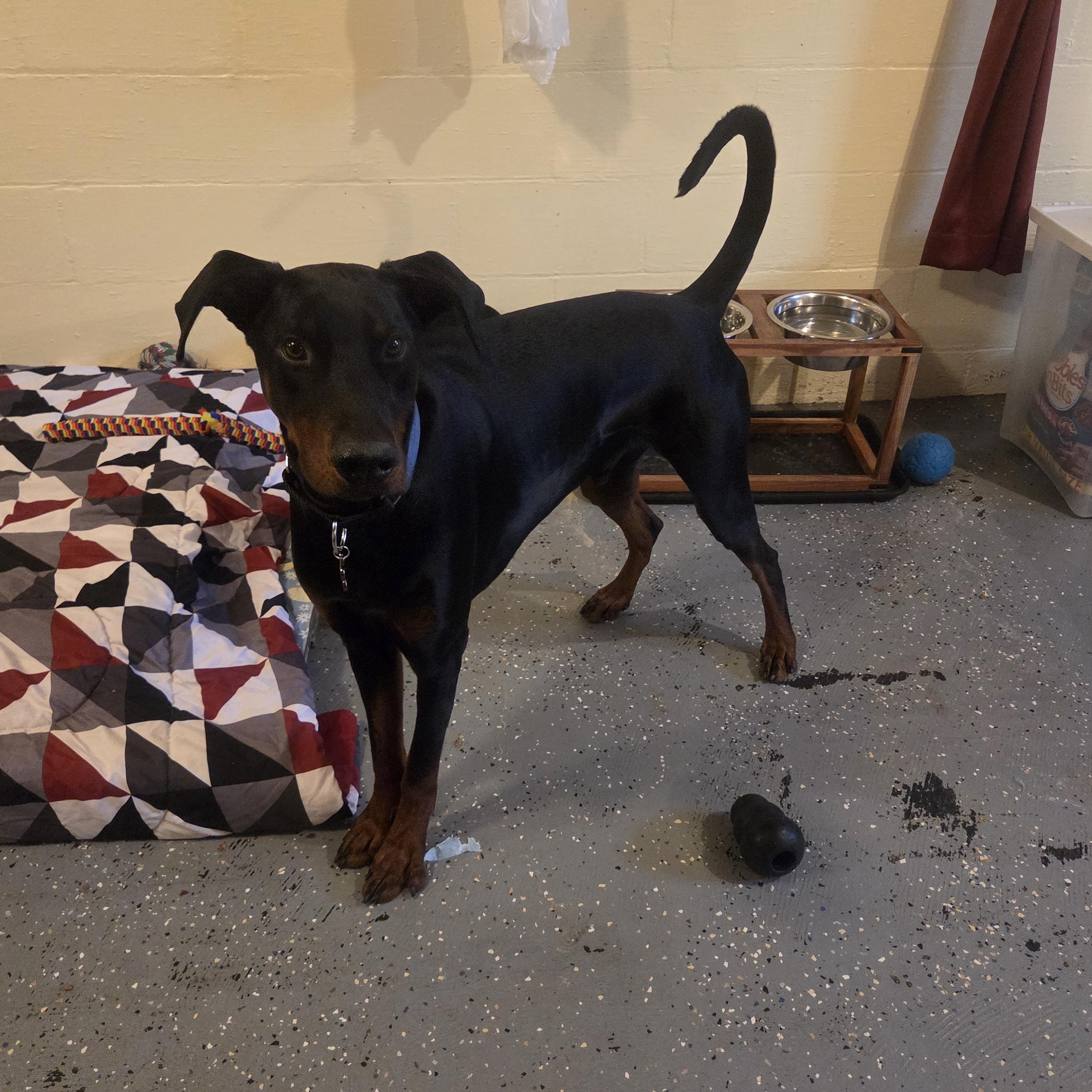 Enlarge Kenny- Courtesy Listing, a ADOPTABLE Doberman Pinscher in Midland, MI image 4/5