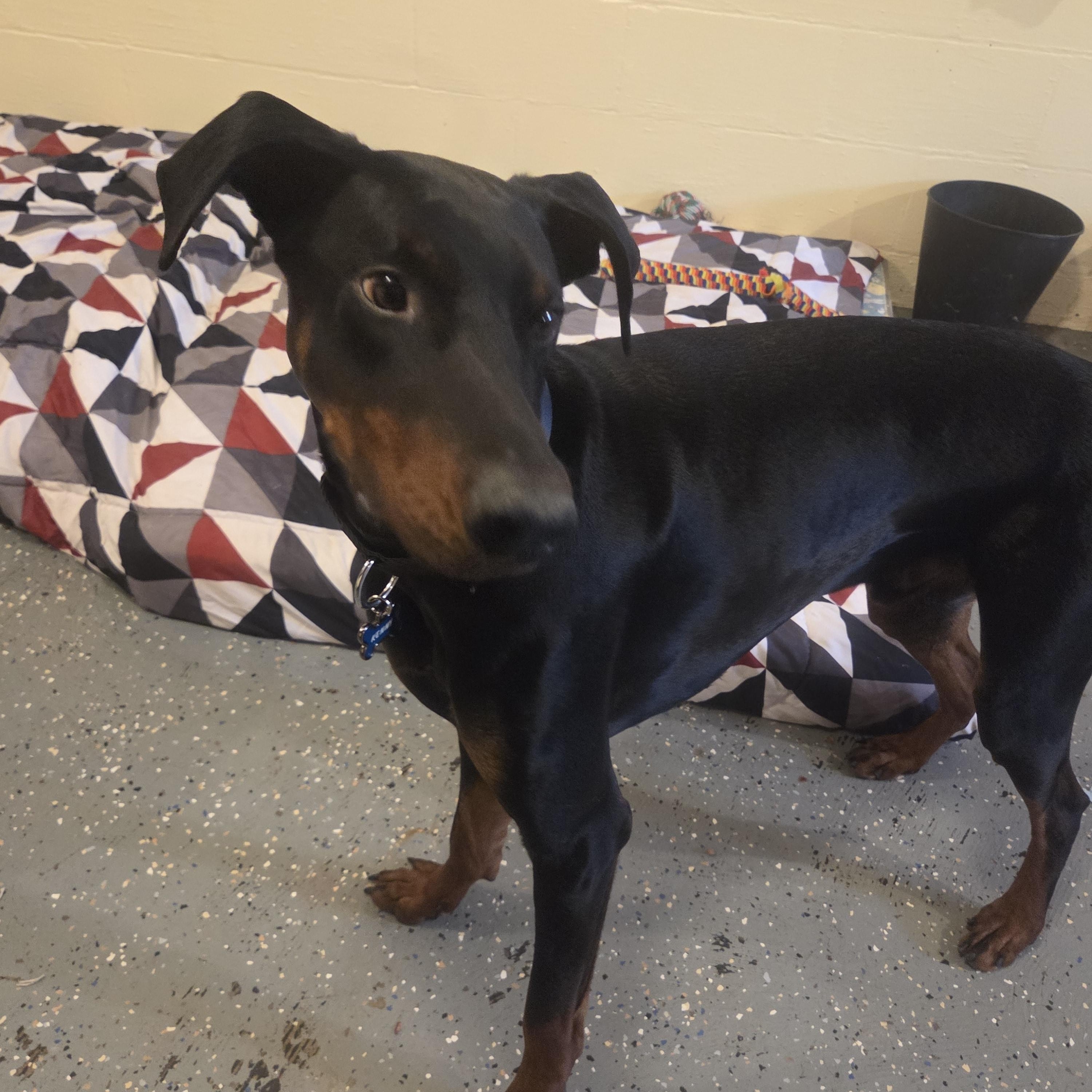 Enlarge Kenny- Courtesy Listing, a ADOPTABLE Doberman Pinscher in Midland, MI image 2/5