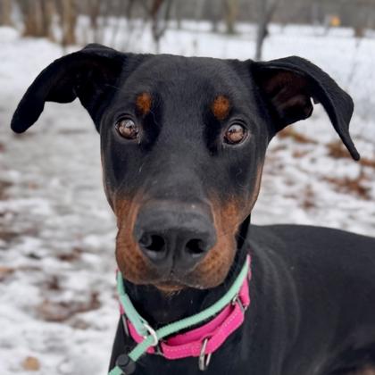 Enlarge Kenny- Courtesy Listing, a ADOPTABLE Doberman Pinscher in Midland, MI image 1/5