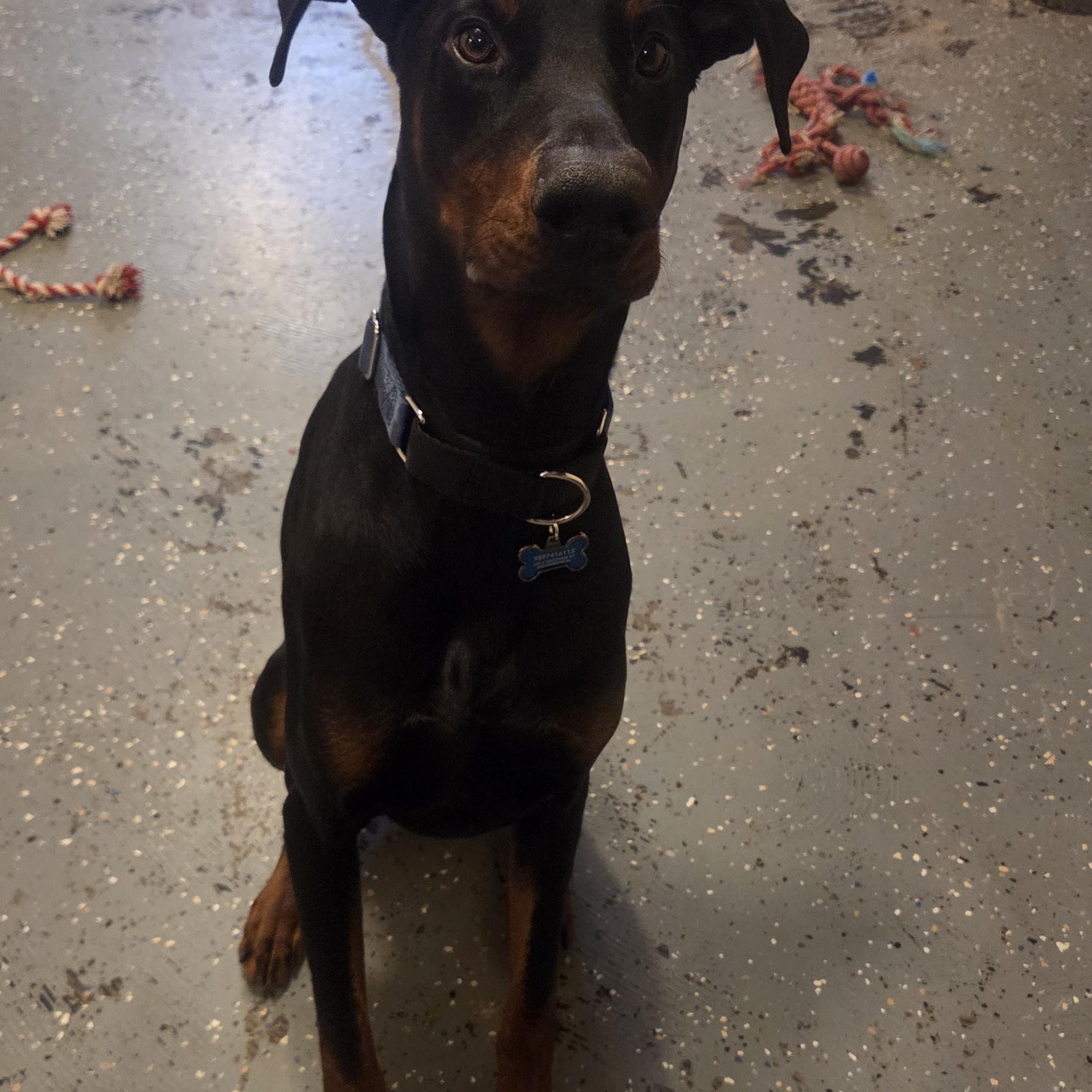Enlarge Kenny- Courtesy Listing, a ADOPTABLE Doberman Pinscher in Midland, MI image 3/5