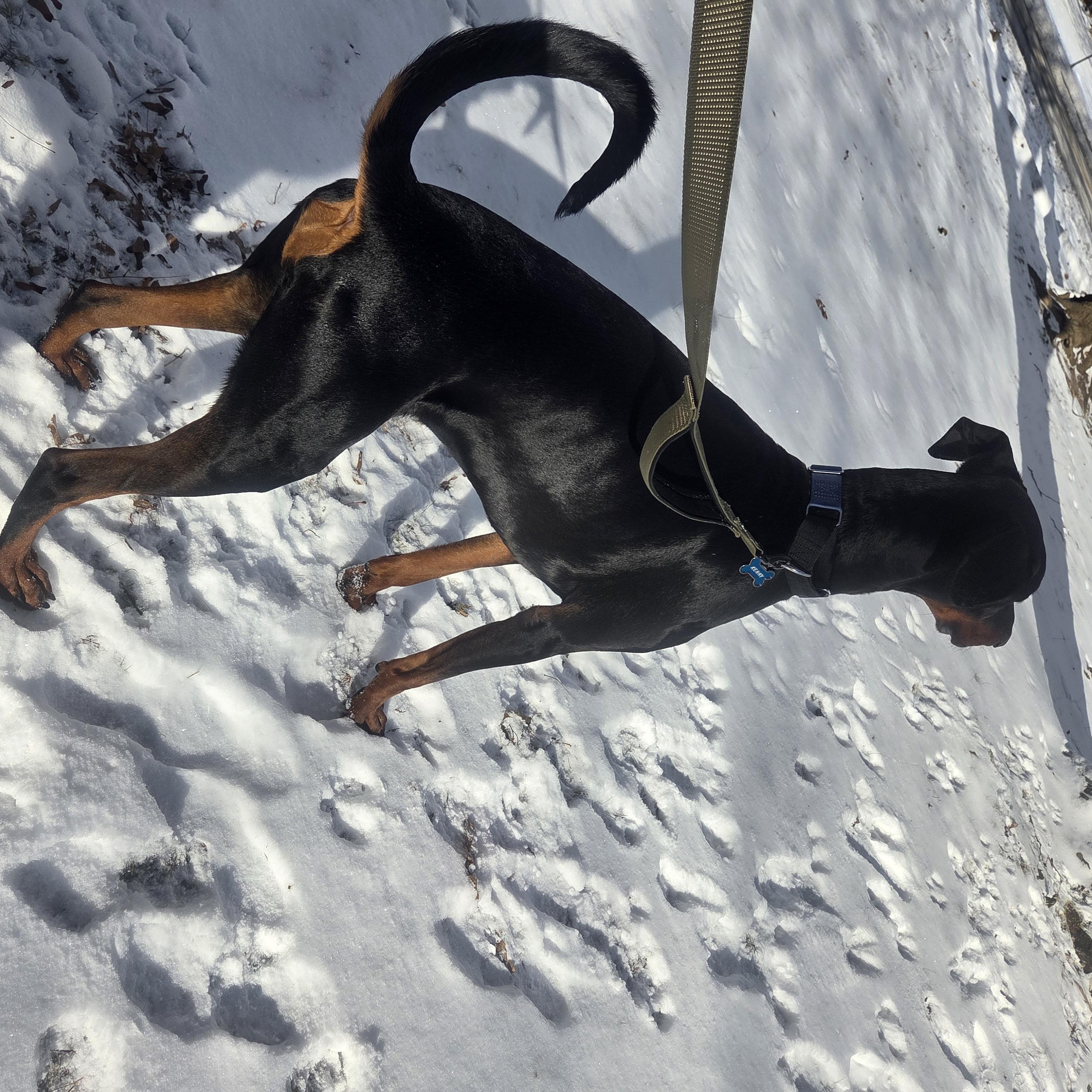 Enlarge Kenny- Courtesy Listing, a ADOPTABLE Doberman Pinscher in Midland, MI image 5/5