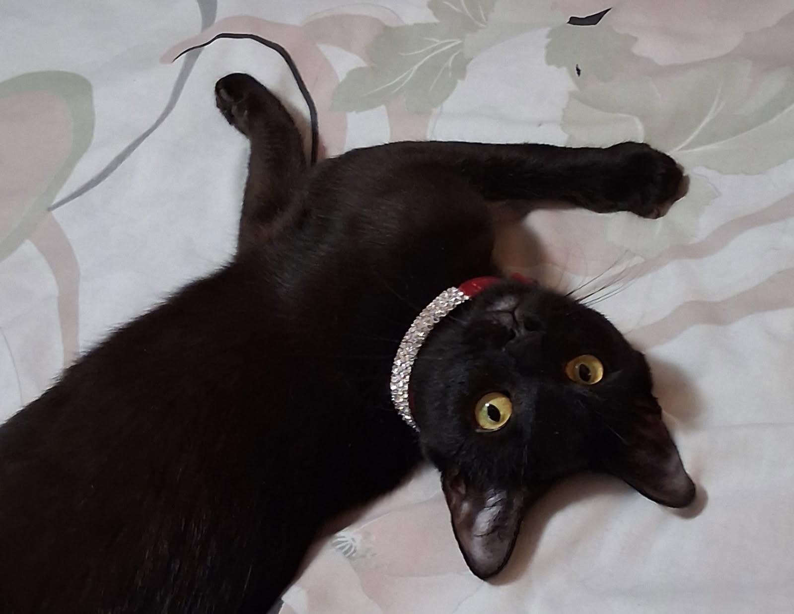 Enlarge Kleopatra (B), a Adoptable Domestic Short Hair in Porter Ranch, CA image 1/3