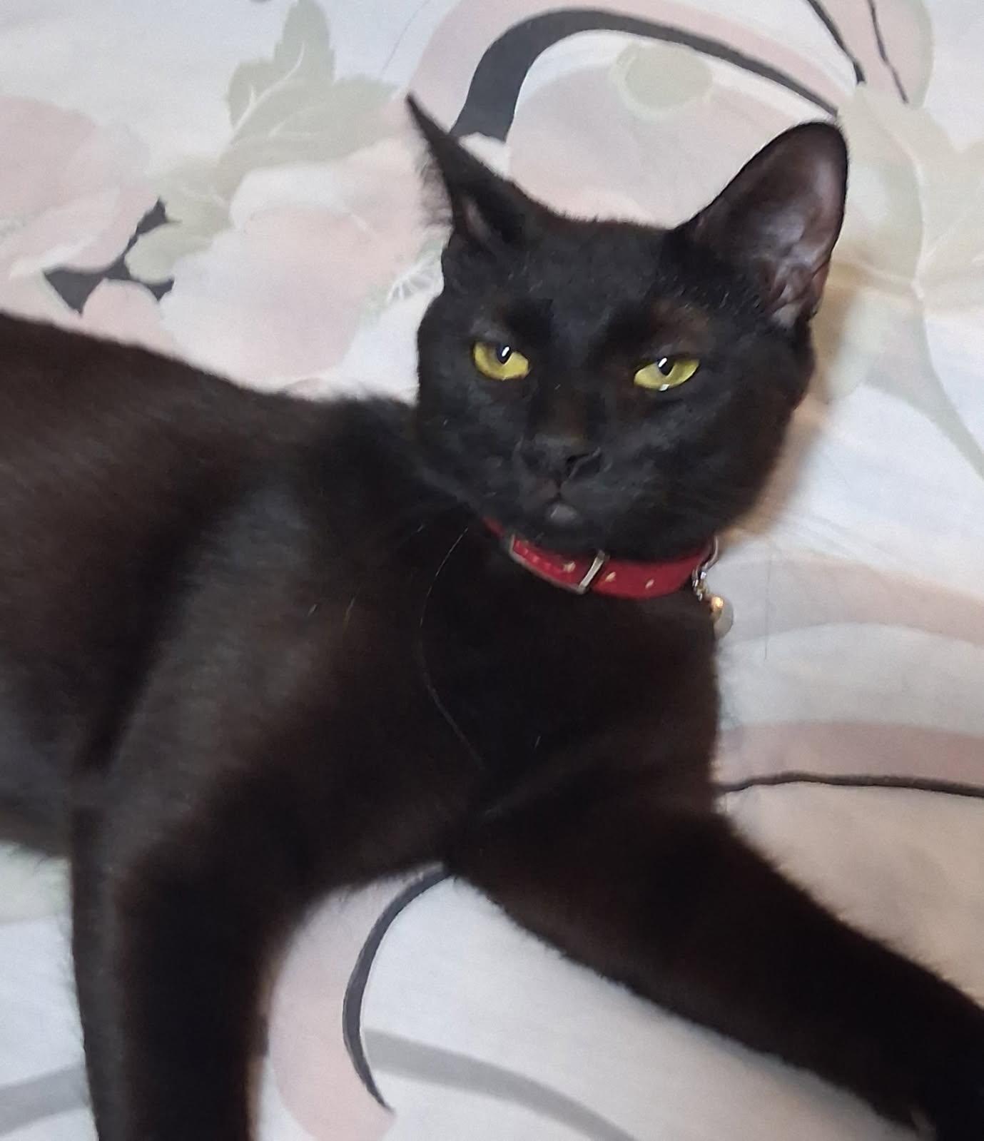 Enlarge Kleopatra (B), a Adoptable Domestic Short Hair in Porter Ranch, CA image 2/3