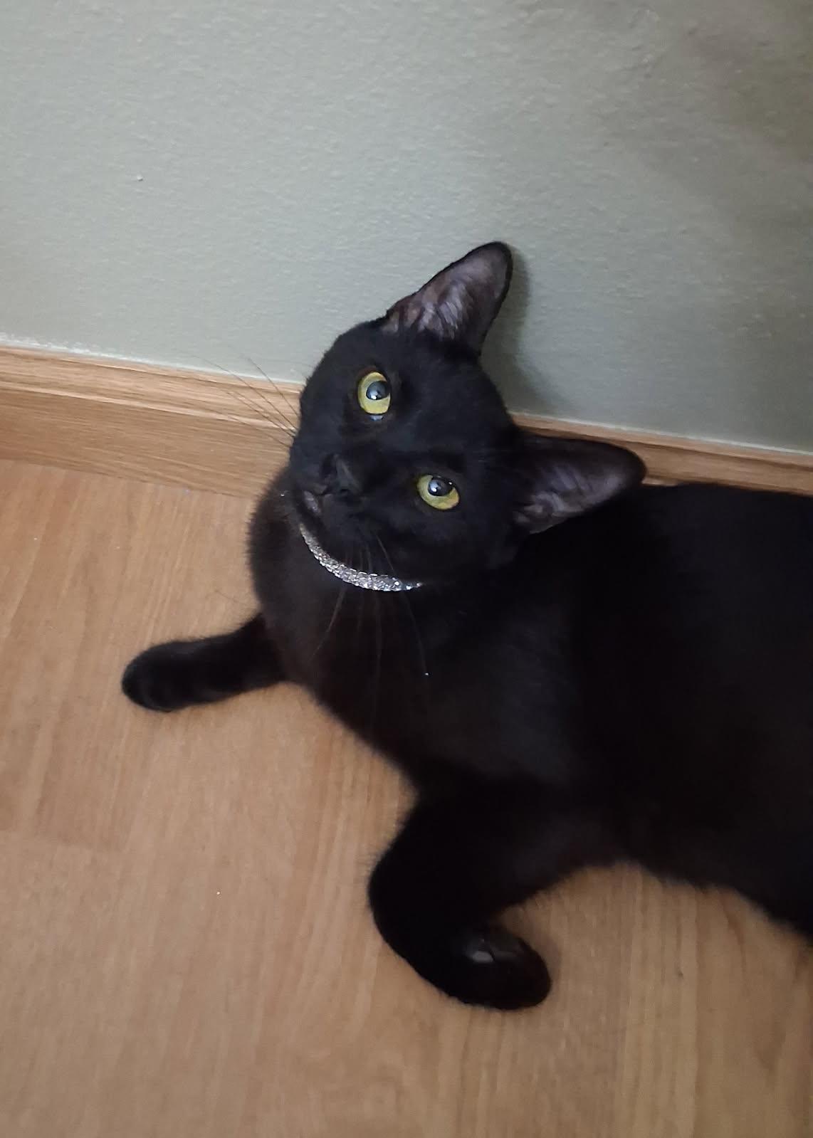 Enlarge Kleopatra (B), a Adoptable Domestic Short Hair in Porter Ranch, CA image 3/3