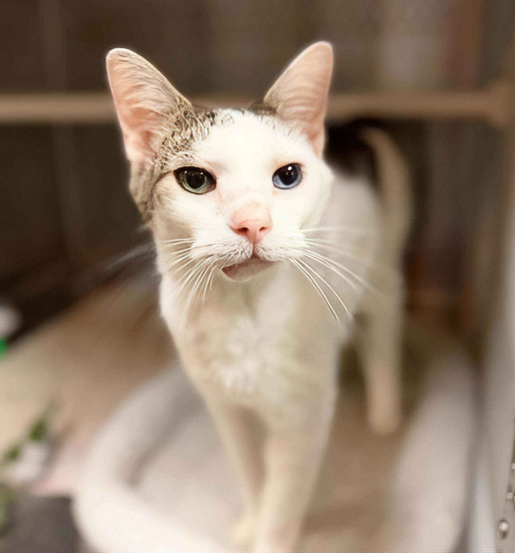 Bowie, adopted, Adult Male Domestic Short Hair.