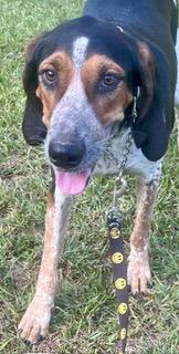 Enlarge JOYFULL JAKE, a Adoptable mixed breed in Warwick, RI image 6/6