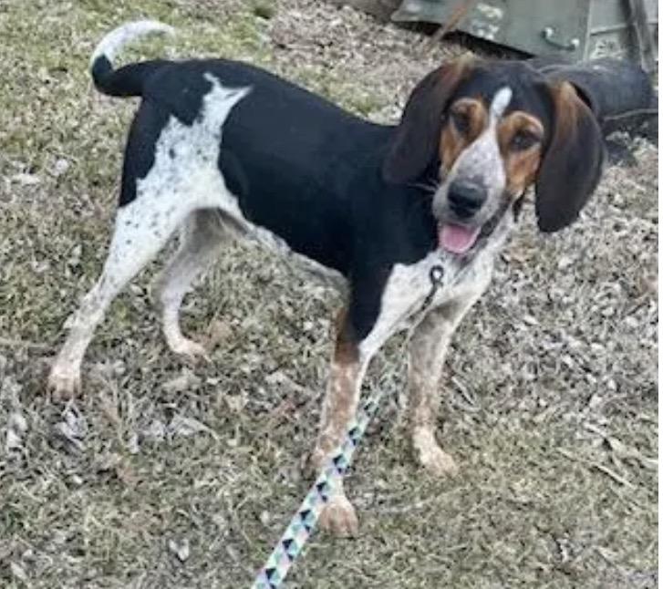 Enlarge JOYFULL JAKE, a Adoptable mixed breed in Warwick, RI image 3/6
