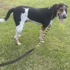 Enlarge JOYFULL JAKE, a Adoptable mixed breed in Warwick, RI image 2/6