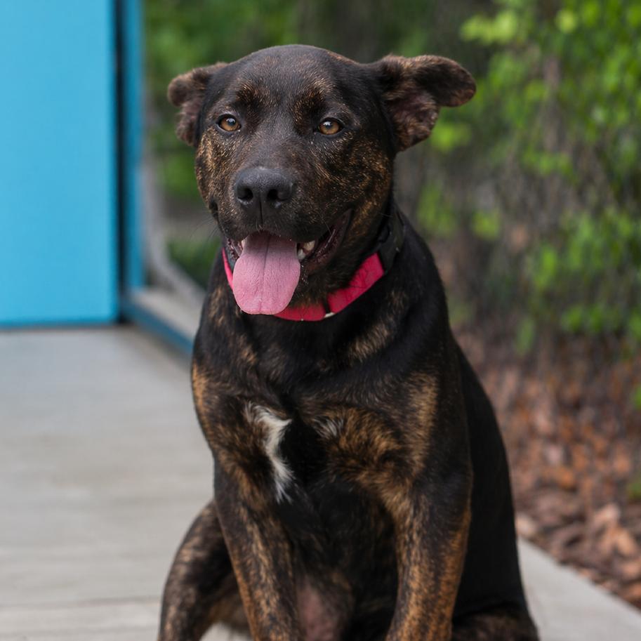 Artie, Adoptable, Young Male Mixed Breed.