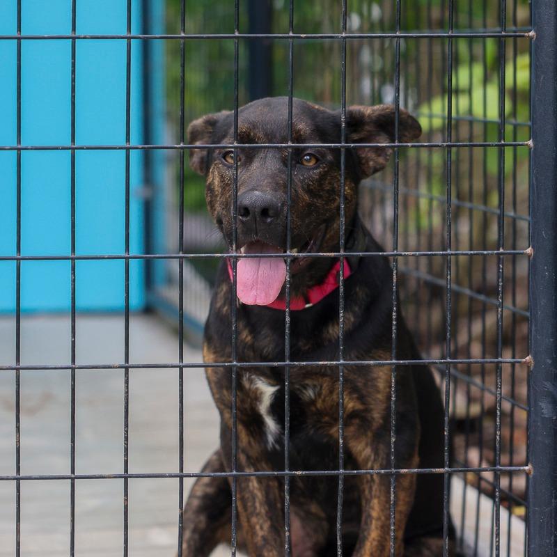 Artie, Adoptable, Young Male Mixed Breed.