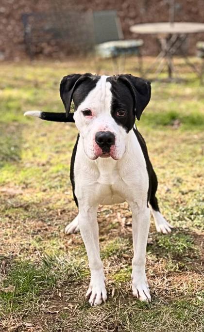 Enlarge Moo, a ADOPTABLE American Staffordshire Terrier in Dahlonega, GA image 1/1