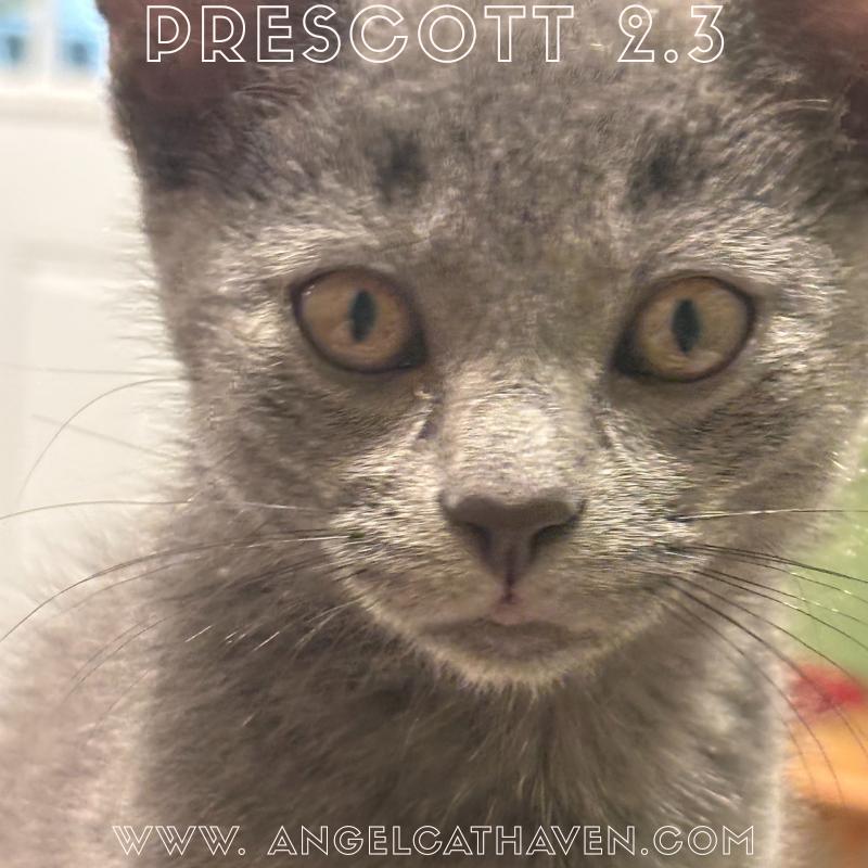 Prescott 2.3, a Adoptable Domestic Short Hair in Plainville, MA image 1/4