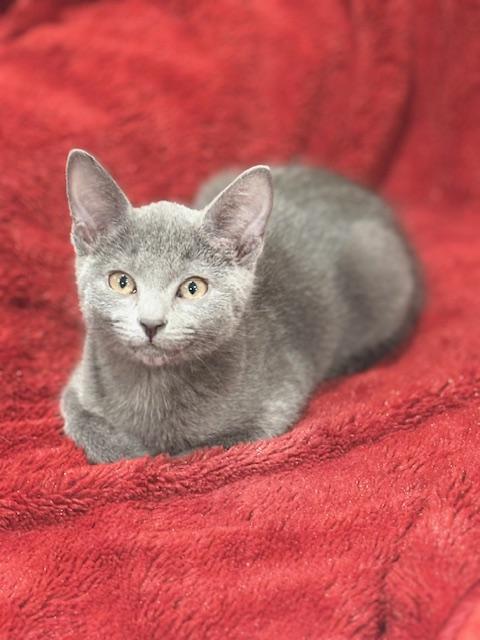 Prescott 2.3, a Adoptable Domestic Short Hair in Plainville, MA image 2/4