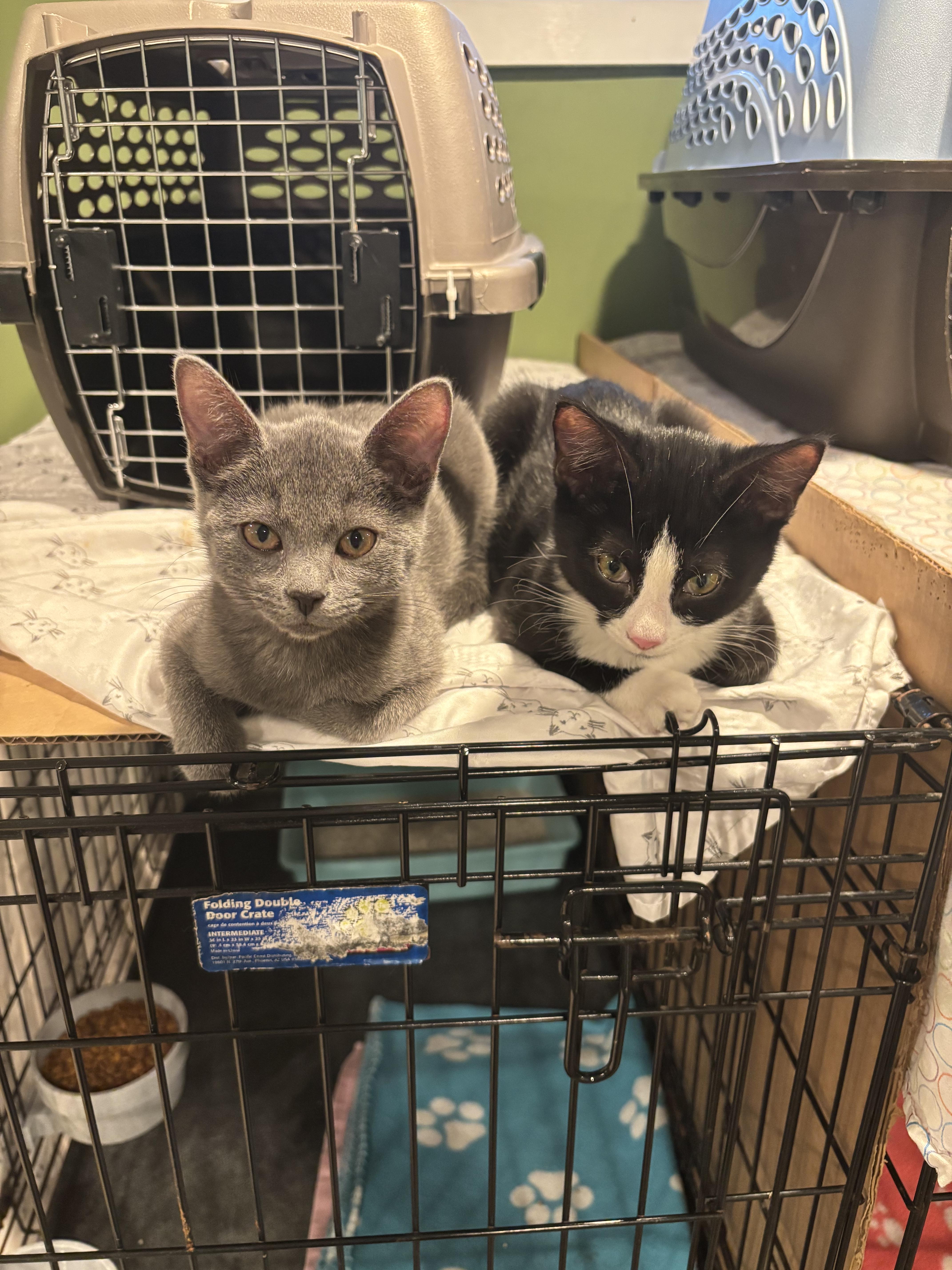 Prescott 2.3, a Adoptable Domestic Short Hair in Plainville, MA image 3/4