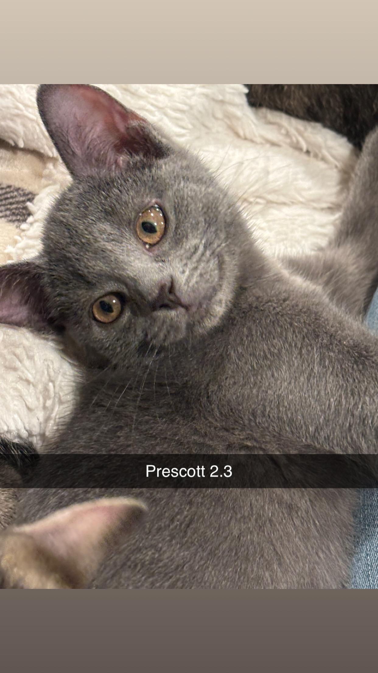 Prescott 2.3, a Adoptable Domestic Short Hair in Plainville, MA image 4/4