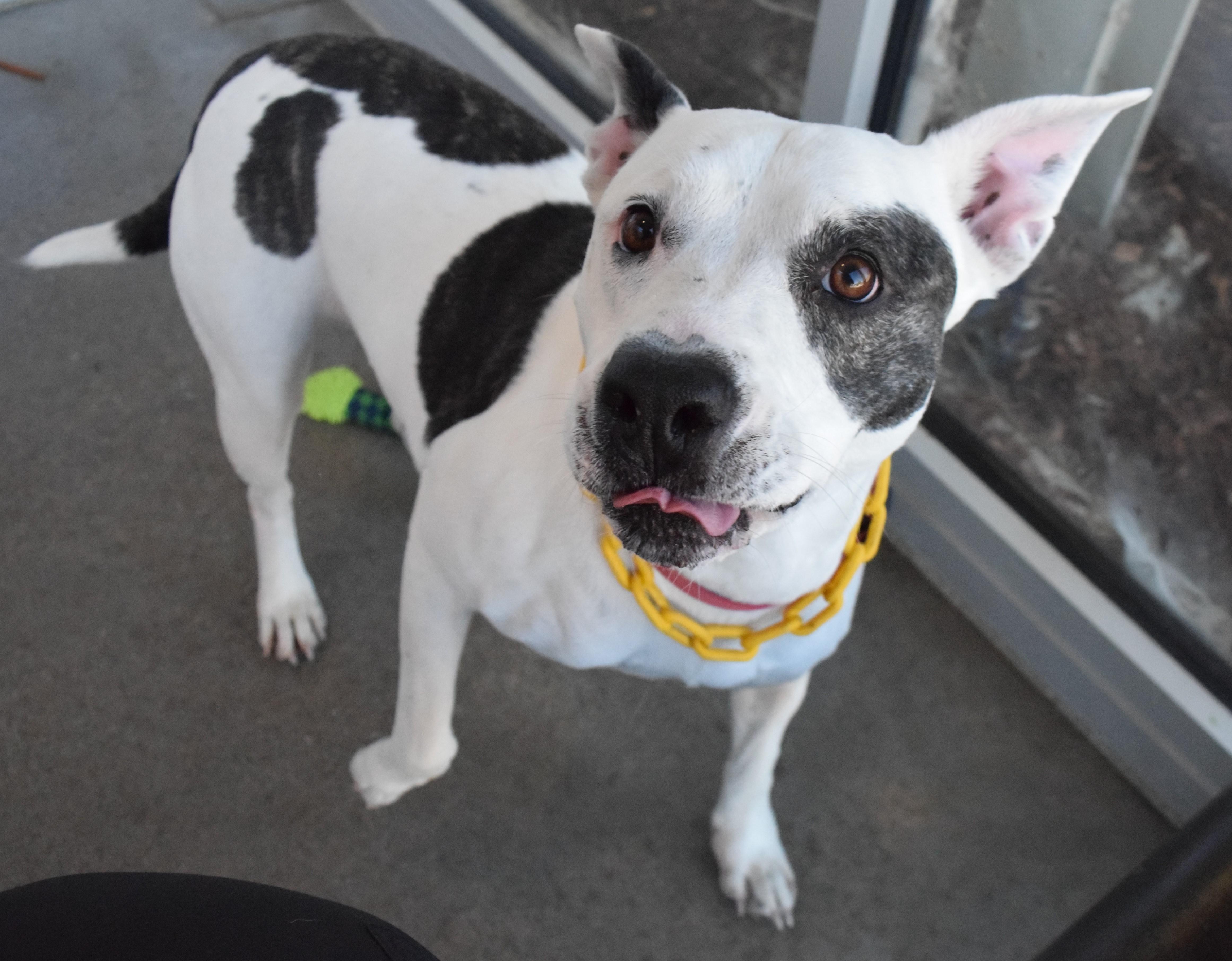 Enlarge #21572 "Sally", a ADOPTABLE mixed breed in Broken Arrow, OK image 1/1